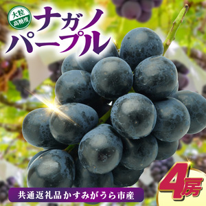 ナガノパープル4房　県内共通返礼品:かすみがうら市産 (BR156)