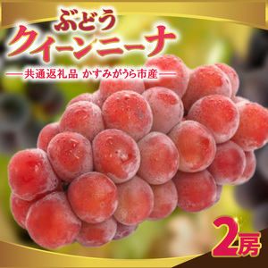 クインニーナ 2房 ＜2026年9月より順次発送＞ (県内共通返礼品:かすみがうら市産) 先行予約 ぶどう ブドウ 葡萄 フルーツ 茨城 新鮮 (BR159)