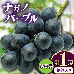 お中元桐箱入りナガノパープル1房　県内共通返礼品:かすみがうら市産 (BR170)