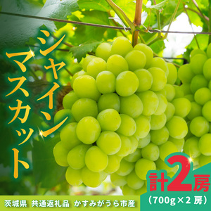 シャインマスカット 700g × 2房 ＜2026年8月より順次発送＞ (県内共通返礼品:かすみがうら市産) 先行予約 ぶどう ブドウ 葡萄 フルーツ 茨城 新鮮 (BR180)