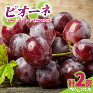 ピオーネ 700g × 2房 ＜2026年8月より順次発送＞ (県内共通返礼品:かすみがうら市産) 先行予約 ぶどう ブドウ 葡萄 フルーツ 茨城 新鮮 (BR181)