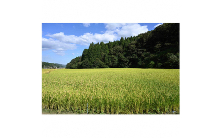 米 5kg 精米＼新米 10月より順次発送予定／令和7年産＜東京米スターセレクションKIWAMI米コンテスト 最高金賞受賞＞特別栽培米「ゆうだい21」精米5kg (BI002)