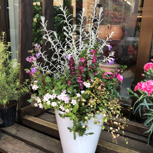 季節の寄せ植え＜花わたひき＞ (BY002)