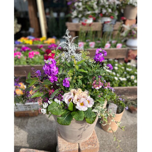 季節の寄せ植え＜花わたひき＞ (BY002)