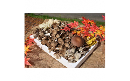 きのこの詰め合わせ　Mサイズ(1.500g) (AU001)