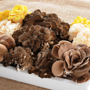 きのこの詰め合わせSサイズ(1000g) 城里町産 舞茸 椎茸 あわび茸 たもぎ茸 はなびら茸 完全室内栽培 栄養豊富 こだわりのキノコ詰め合わせ 直送 新鮮 セット (AU004)