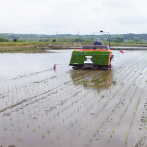 ★☆ 関東地方限定配送 ☆★ 精米 20kg (5kg×4袋) しきゆたか【令和7年産】お米 米 ご飯 城里町 桂農産 シキユタカ【配送不可地域：関東以外】 (AX004)