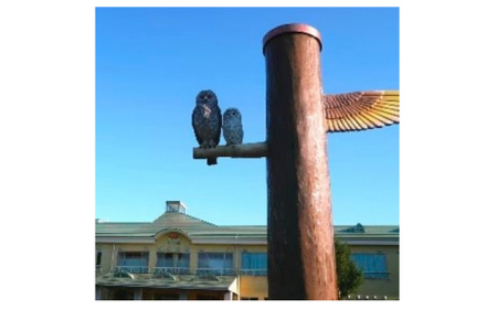 ホロルの湯　招待券 3枚 (BG002)