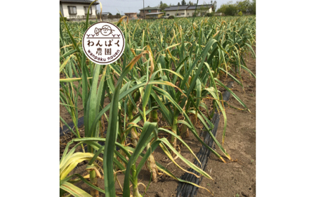 わんぱく農園の黒にんにく (BT001)