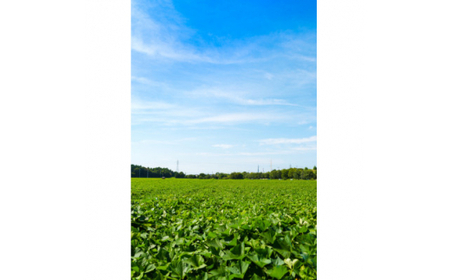 さつまいも　紅はるか　栽培期間中農薬不使用栽培　3kg (BJ008)