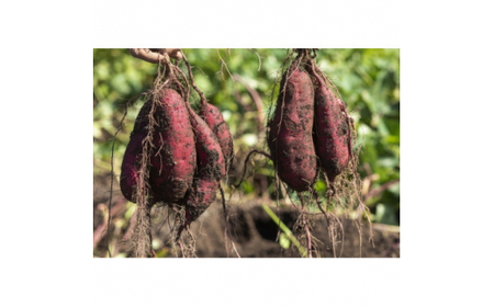 \先行予約/ 干し芋<丸干し> こだわりの天日干し 600g(13本前後) 2袋 1200g (BJ015)