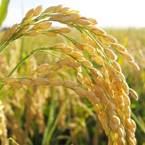 にじのきらめき 精米 5kg 令和7年産 ★関東地方限定配送★ スピード出荷 最短3～7営業日出荷 精米 米 コメ こめ 単一米 限定 国産 美味しい お米 おこめ おコメ 茨城県 城里町産 (AX013)