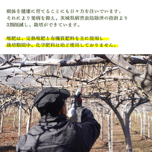 ＜農家直送＞梨 茨城県オリジナルブランド品種 恵水 大玉サイズ4～6個(約3kg) 先行予約 2026年発送 完熟 フルーツ 果物 産地直送 糖度 高い 梨 茨城  人気 (BB004)