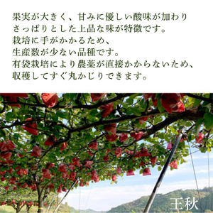 ＜農家直送＞梨 王秋 4～6個(約3kg) 先行予約 2026年発送 完熟 フルーツ 果物 産地直送 糖度 高い 梨 茨城  人気 (BB005)
