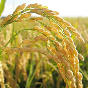 ＼最短3営業日以内出荷／  コシヒカリ 精米 10kg 令和7年産 産地直送 茨城県 城里町 精白米 米 ご飯 こしひかり 米 白米 精米 単一原料米