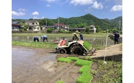 アミーゴ自然栽培米（5年目) 白米5kg 茨城県 大子町 米