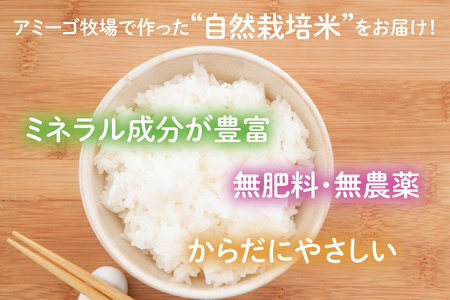 【新米先行予約】アミーゴ米コシヒカリ（6年目）白米 真空キューブ米 2合(300g)×12個セット 計3.6kg 茨城県 大子町 米 自然栽培米(CA004-1)