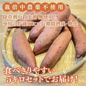 【先行予約】【10月中旬より順次発送予定】熟成さつまいも 紅はるか 5kg｜茨城県 大子町 サツマイモ べにはるか 芋 甘い ホクホク 野菜 数量限定 5キロ 旬（CH001）