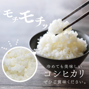 【 令和7年産】つやつや光る 新米コシヒカリ 5kg 菊池農園｜茨城県 大子町 お米 白米 精米 産地直送（CL001-1）