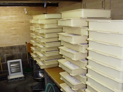 生こうじ「出来立て真空パック」500g入り×4個