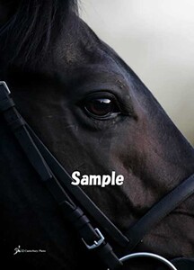 美浦トレーニングセンター　ギャラリーフォトプリント「覇者」