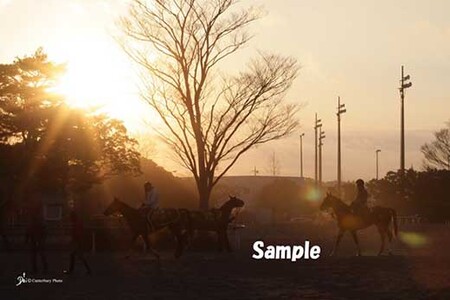 美浦トレーニングセンター　ギャラリーフォトプリント「陽光」