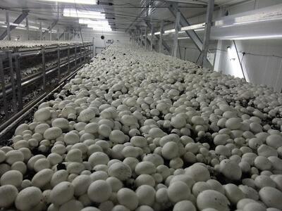 よし!もっとマッシュルーム食べよう!セット 2026年1月中旬~下旬頃から順次発送