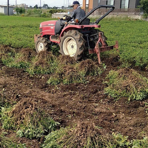 茨城県阿見町産 落花生 中手豊 300g×3袋入り【ピーナッツ おつまみ 殻付き 国産 阿見町 茨城県】(04-27)