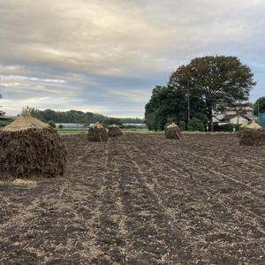 茨城県阿見町産 落花生 中手豊 300g×3袋入り【ピーナッツ おつまみ 殻付き 国産 阿見町 茨城県】(04-27)