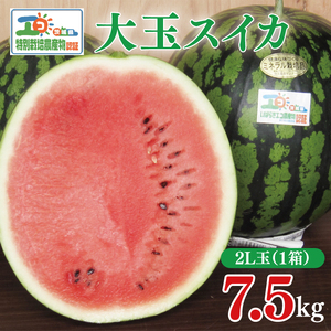 【先行予約】茨城県産大玉スイカ（2Lサイズ）【茨城県 阿見町 スイカ 1玉 すいか 西瓜 果物 くだもの フルーツ 国産 甘い 送料無料】（04-18） 6,480円