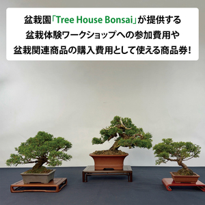 商品券【盆栽体験ワークショップ参加及び樹木、鉢等の関連商品購入に利用】【盆栽 ワークショップ 阿見町 茨城県】(64-01)