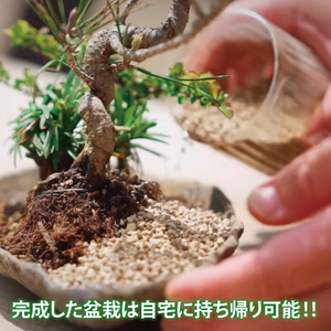 商品券【盆栽体験ワークショップ参加及び樹木、鉢等の関連商品購入に利用】【盆栽 ワークショップ 阿見町 茨城県】(64-01)