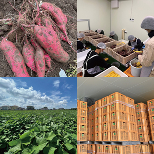 【2026年1月上旬から発送】【4ヶ月定期便】生芋10kg S～Lサイズ混合 1箱【芋 さつまいも サツマイモ  阿見町 茨城県】(56-17)