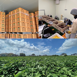 熟成紅はるか　切り落とし干し芋1.0kg　はづっこ【干し芋 はづっこ 無添加 茨城県 阿見町 15000円以内】（56-19）