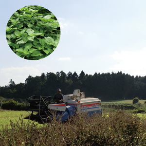 国産黒えごま油100g×5本 必須脂肪酸 低温圧搾法 完全未精製 生 サラダ 納豆 ヨーグルト(10-08)