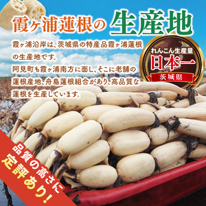 【特選】ふなしま蓮根(4kg箱)3~6本|レシピ 高品質 幻の蓮根 老舗 希少品種 柔らかい (82-01-1)