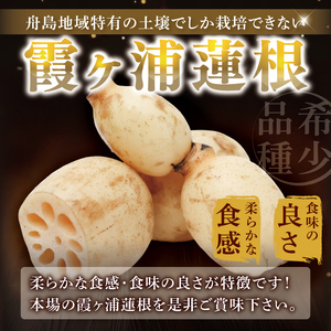 【特選】ふなしま蓮根(4kg箱)3~6本|レシピ 高品質 幻の蓮根 老舗 希少品種 柔らかい (82-01-1)