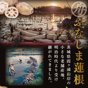 【特選】ふなしま蓮根(4kg箱)3~6本|レシピ 高品質 幻の蓮根 老舗 希少品種 柔らかい (82-01-1)