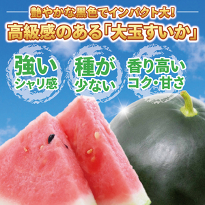 スイカ ブラックジャック L玉 1個 大玉 西瓜 高糖度 シャリ感 甘い 夏
