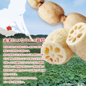 【期間限定】れんこん2kg【絶品 蓮根 レンコン 高級感 茨城県産 茨城県 阿見町】(89-01)