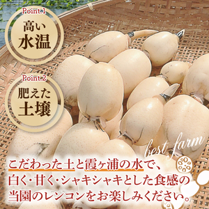 【期間限定】れんこん2kg【絶品 蓮根 レンコン 高級感 茨城県産 茨城県 阿見町】(89-01)