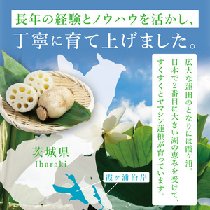 ヤマシン蓮根　１kg|レンコン  食物繊維 新鮮 シャキシャキ  茨城県 阿見町（98-02）