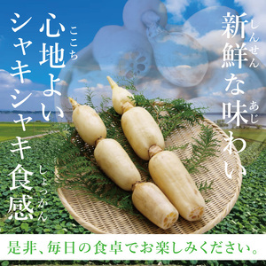 ヤマシン蓮根 2kg|レンコン  食物繊維 新鮮 シャキシャキ  茨城県 阿見町（98-03）