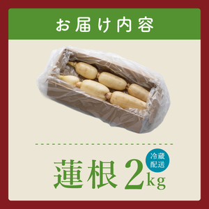 ヤマシン蓮根 2kg|レンコン  食物繊維 新鮮 シャキシャキ  茨城県 阿見町（98-03）
