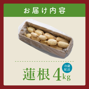 ヤマシン蓮根 4kg|レンコン  食物繊維 新鮮 シャキシャキ  茨城県 阿見町（98-04）