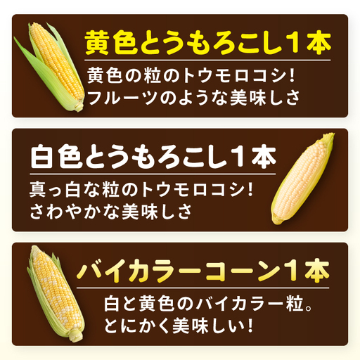 とうもろこし 朝採り 食べ比べ 5本 セット 先行予約 茨城県 阿見町産