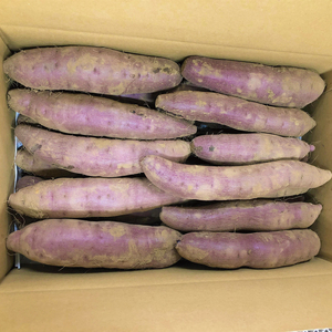 【先行予約 11月頃から順次発送】茨城県阿見町産 さつまいも 紅はるか 5kg×1【サツマイモ 生芋 べにはるか 茨城県 阿見町】(04-10)