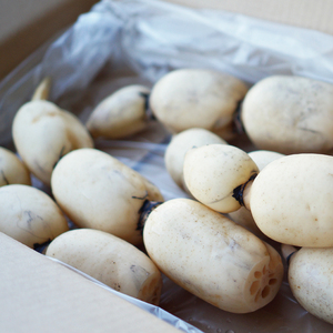 阿見レンコン（Mサイズ 5本程度 約4kg）【れんこん 蓮根 肉厚 しゃきしゃき 煮物 きんぴら】(20-01)