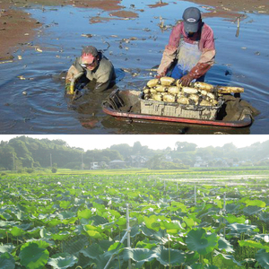 阿見レンコン（Mサイズ 5本程度 約4kg）【れんこん 蓮根 肉厚 しゃきしゃき 煮物 きんぴら】(20-01)