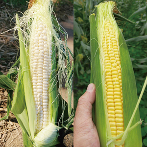 【先行予約】阿見町産 今朝採れとうもろこし約5kg（バイカラー ホワイト詰合せ・9本～15本）【茨城県 阿見町  国産 甘い 朝採り 野菜 ドルチェドリーム プラチナコーン 食べ比べ 送料無料】（04-24）